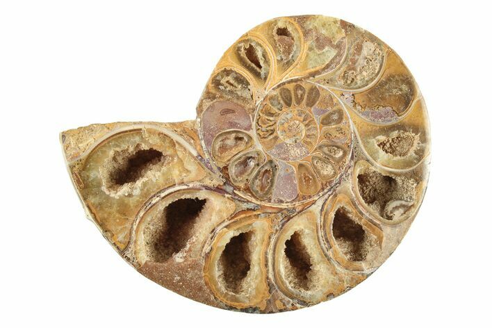 Jurassic Cut & Polished Ammonite Fossil (Half) - Madagascar #239401